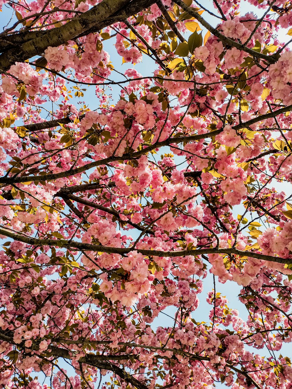 albero di foglie rosa e gialle
