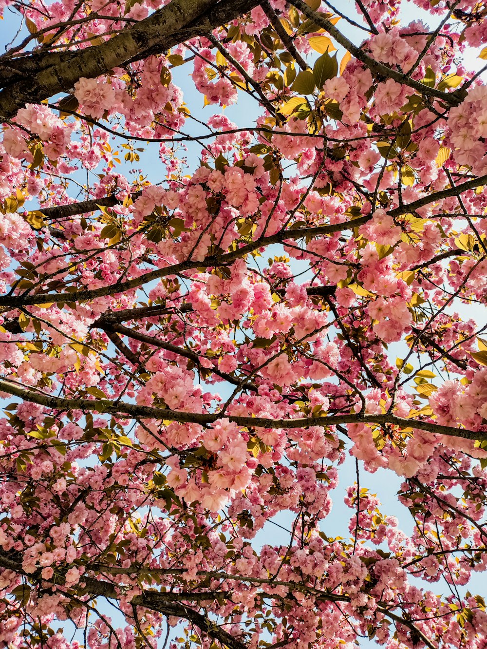 pink and yellow leaves tree