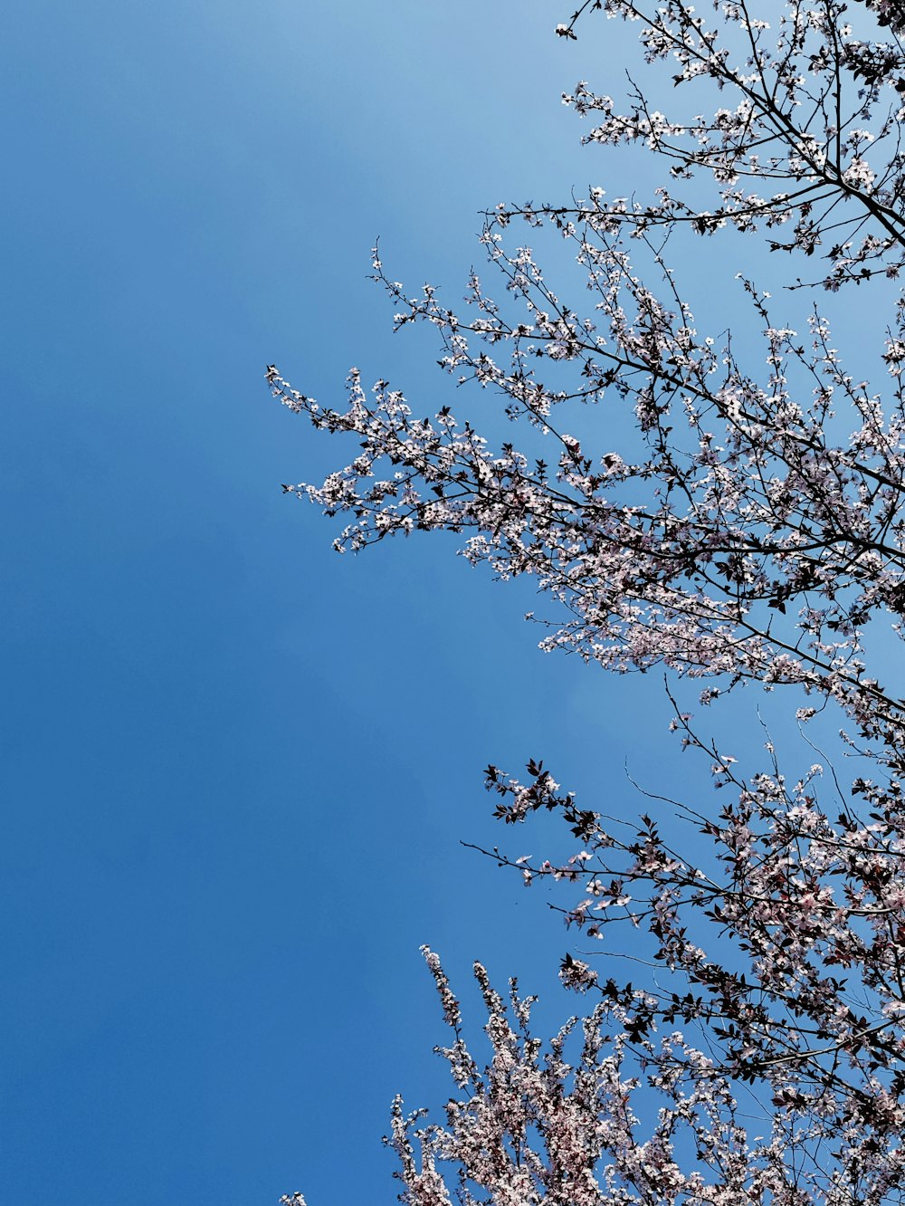árvore marrom sob o céu azul durante o dia