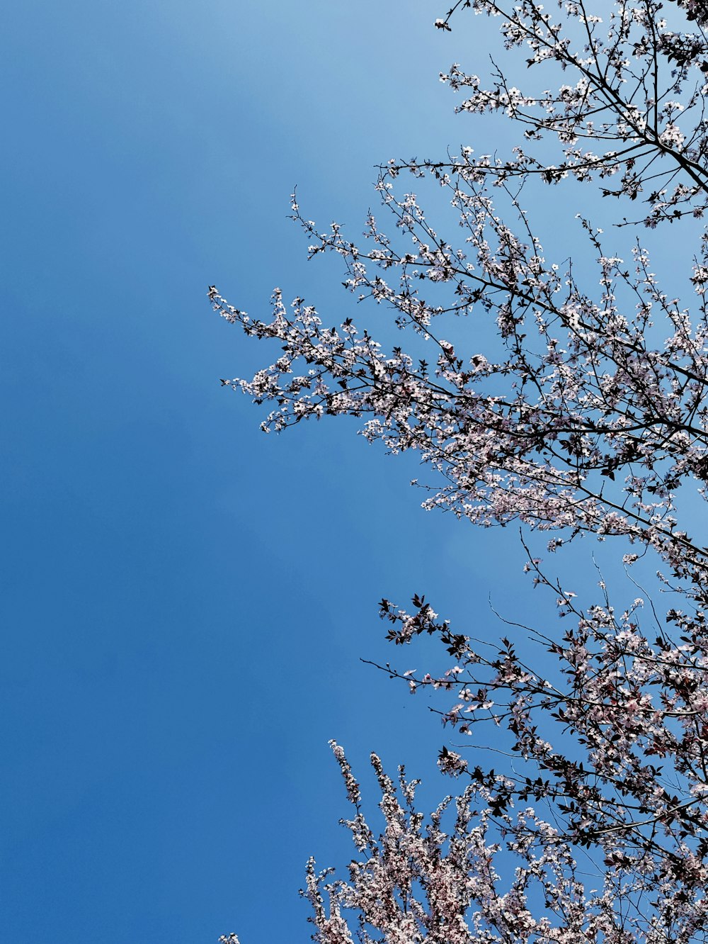 brown tree under blue sky during daytime