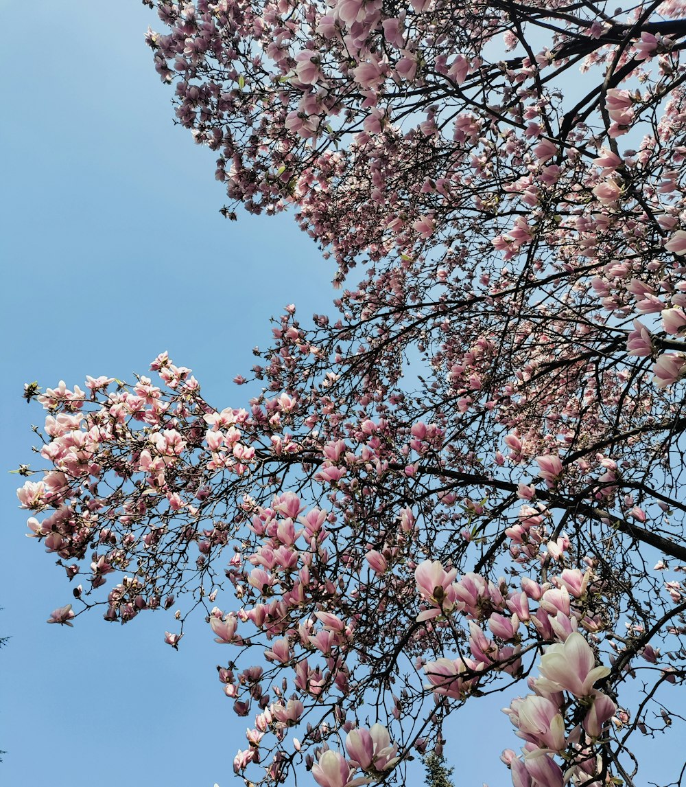 Árbol de flor de cerezo rosado bajo el cielo azul durante el día