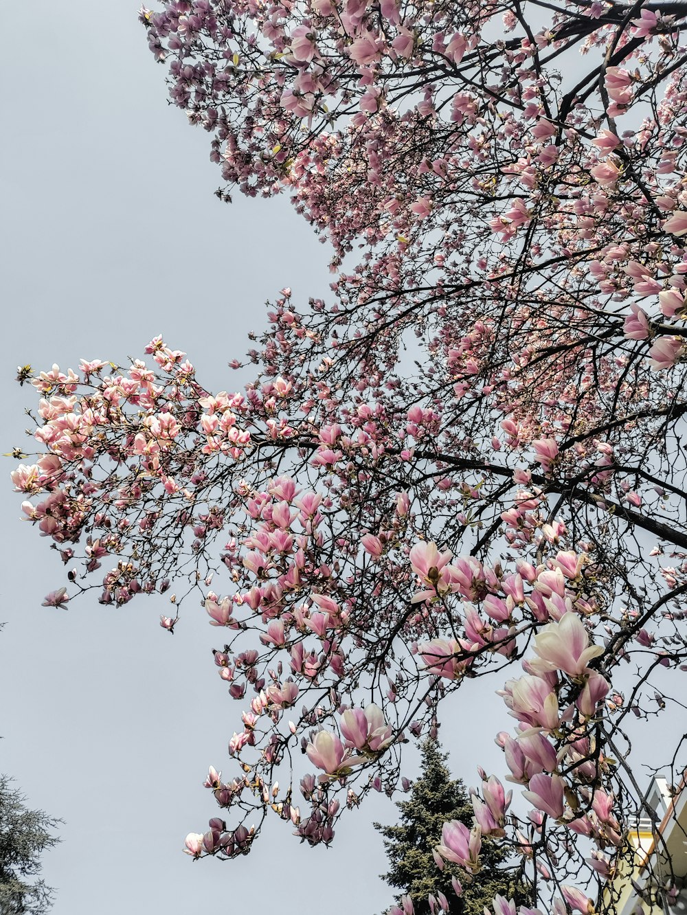 pink and white cherry blossom tree