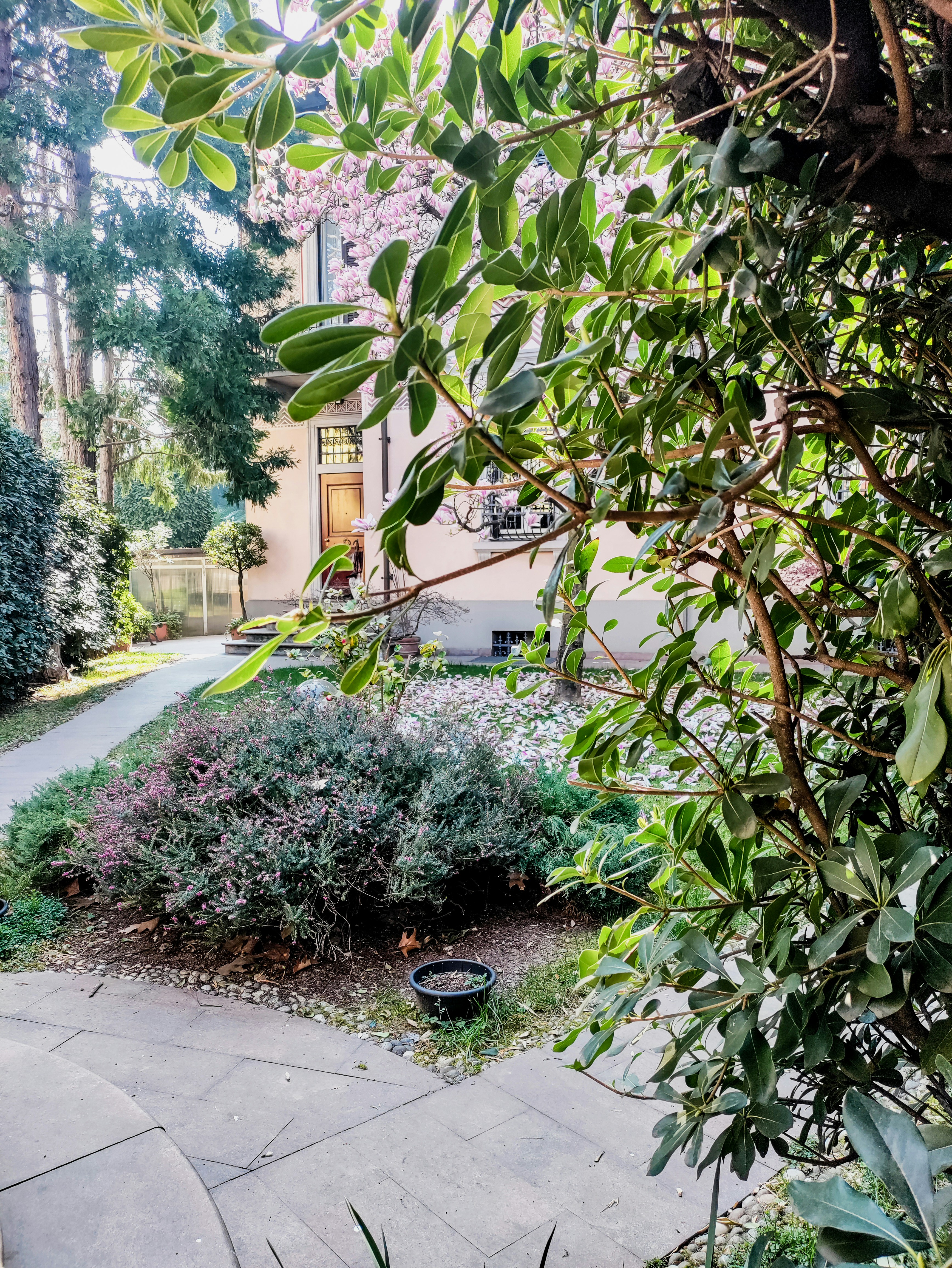 green leaf plant near white concrete building during daytime