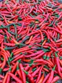 red chili lot on red textile