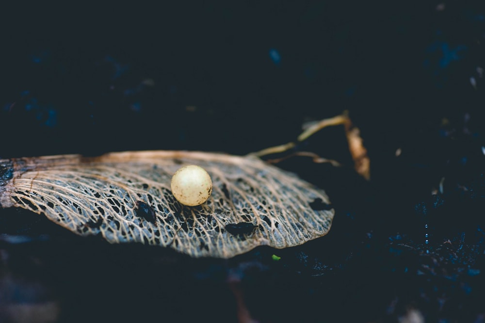 champignon brun en photographie en gros plan