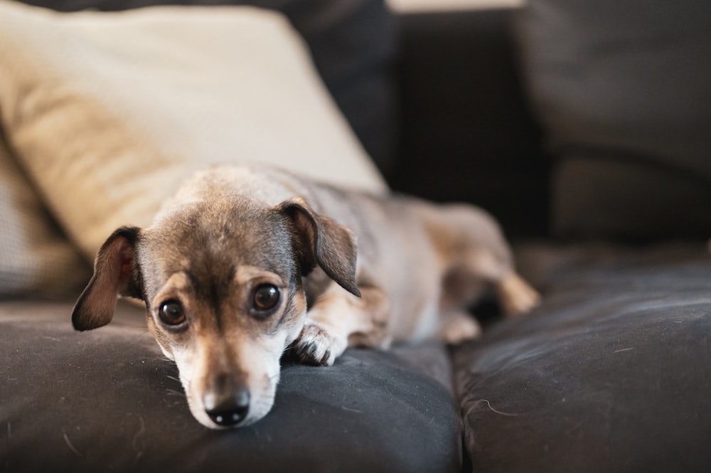 Perro pequeño de pelaje corto marrón y blanco acostado en un sofá de cuero negro