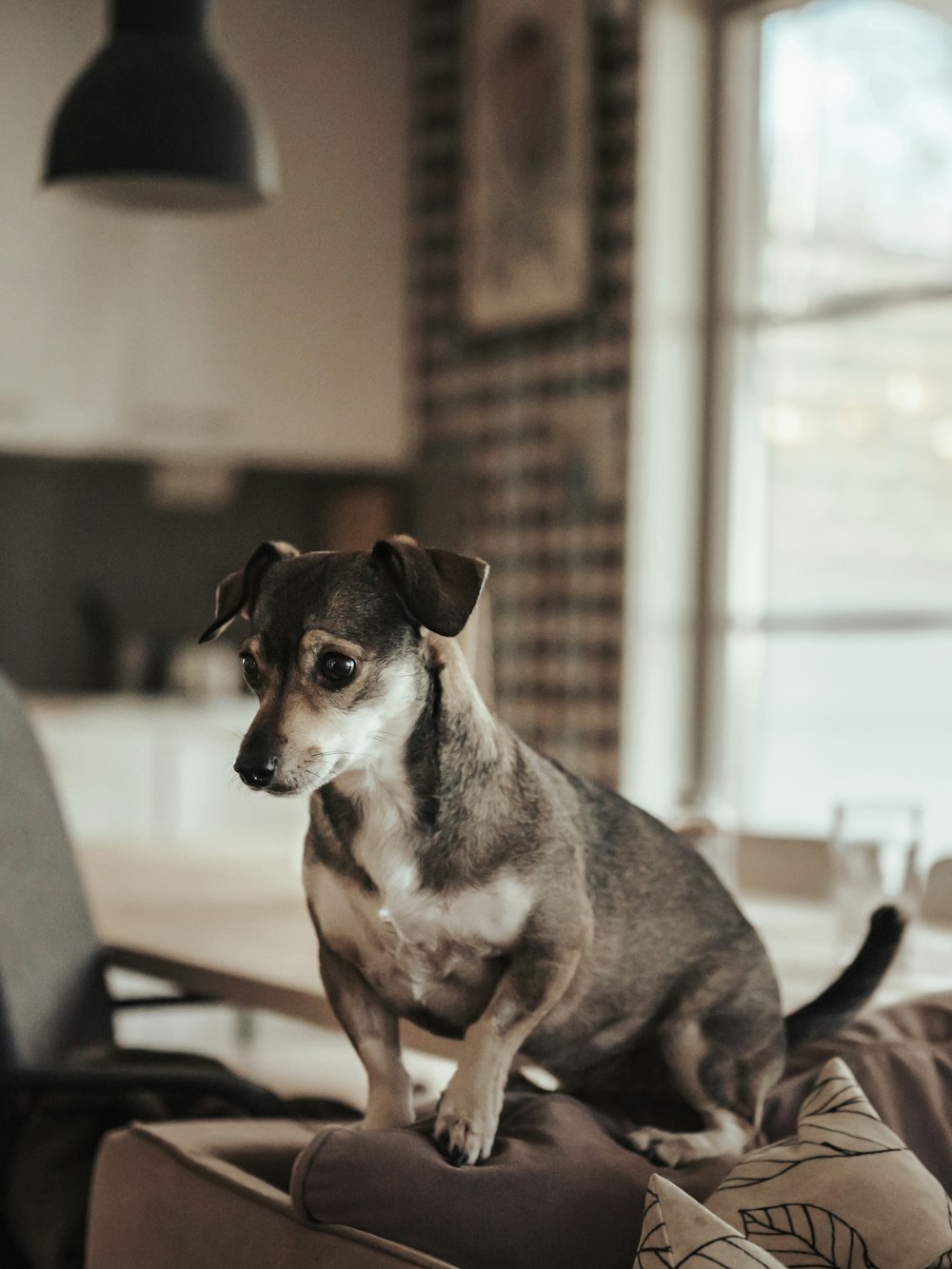 petit chien brun et blanc à poil court assis sur une chaise noire