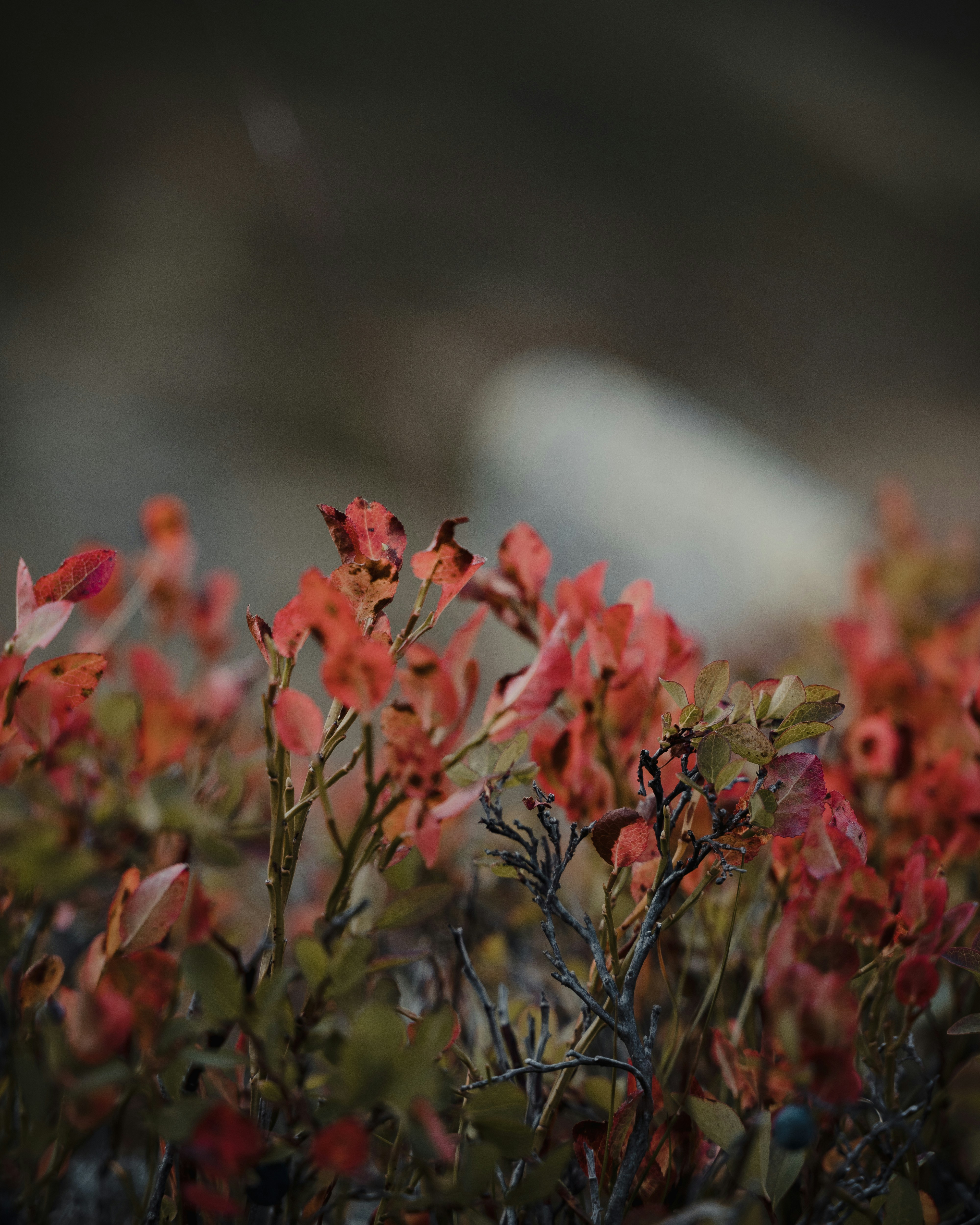 Photo by michielannaert