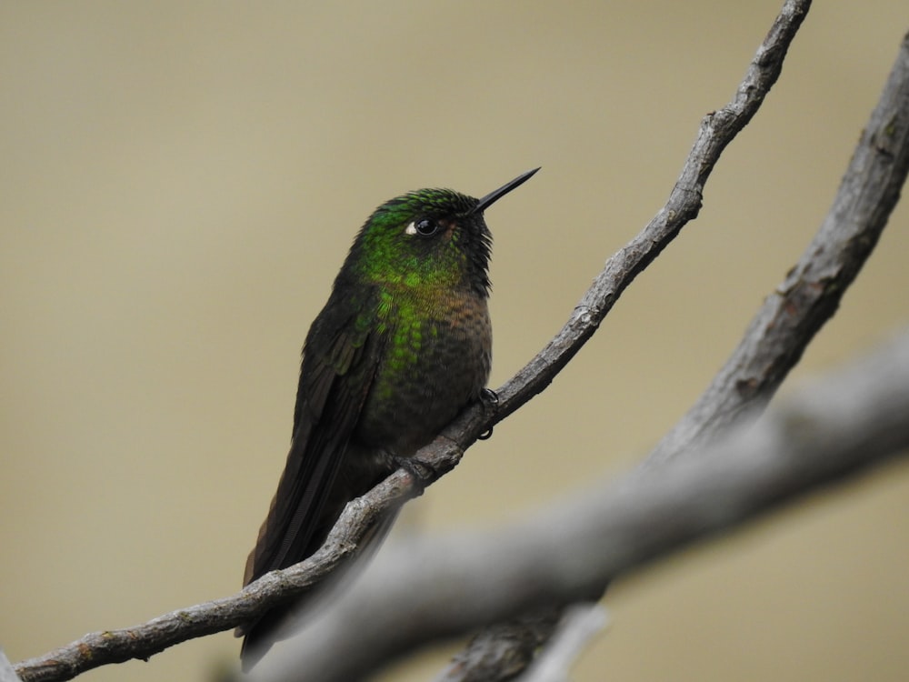 pájaro verde y negro en la rama de un árbol