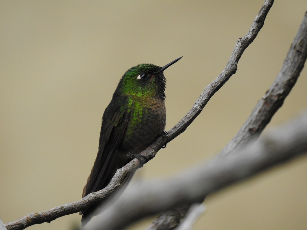 green and black bird on tree branch