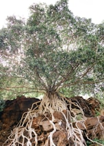A circular photo of a large tree with deep roots, symbolizing growth and strength.