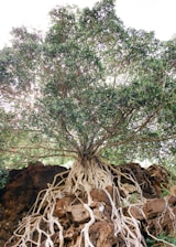 A close-up of a weathered tree root gripping rocky soil, symbolizing strength and grounding.