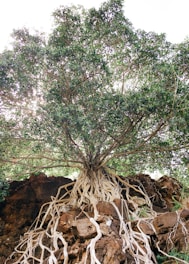A serene tree with deep roots symbolizing family stability and strength.