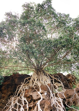 A growing tree with deep roots symbolizing growth and stability.