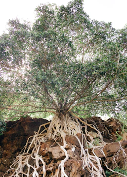A flourishing tree with deep roots representing steady financial growth.