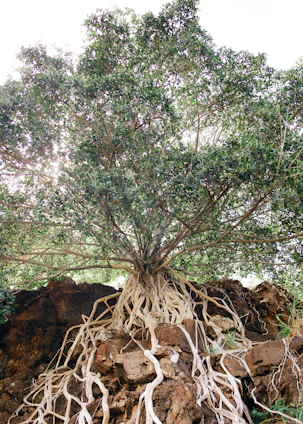A vibrant tree with deep roots spreading wide, symbolizing growth and community support under a bright sky.