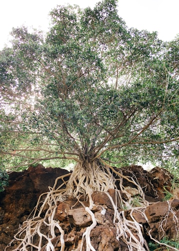 A large tree with an expansive network of roots growing over a rugged rock formation. The roots appear tangled and intricate, giving a sense of resilience as they anchor the tree to the rocky surface. Sunlight filters through the dense green leaves above.