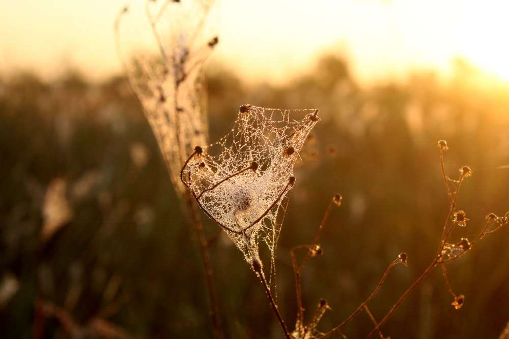 spider web in close up photography