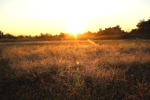 A warm sunrise casting golden light over a peaceful meadow, symbolizing hope and new beginnings.