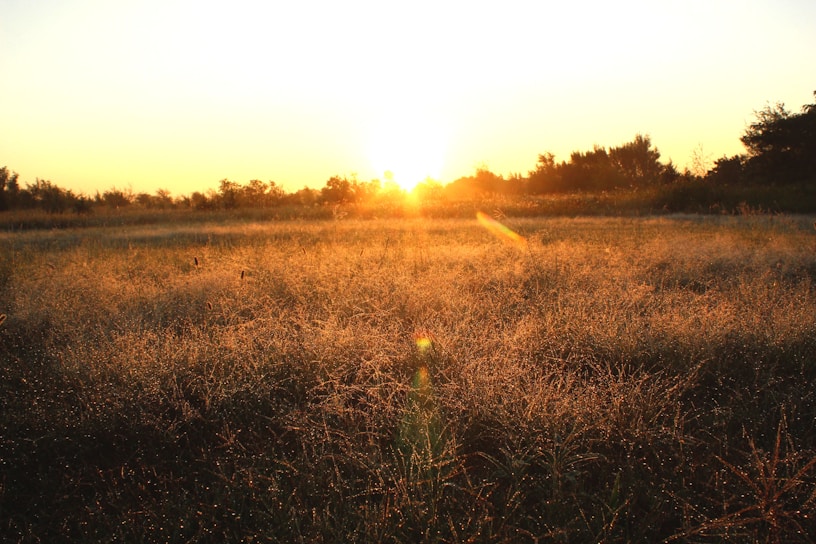 A golden sunrise casting warm light over the sprawling high fence ranch landscape.