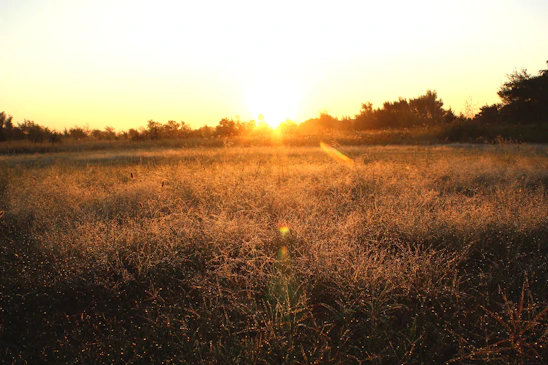 A rugged frontier landscape at dawn, bathed in soft golden light, symbolizing steadfast commitment and enduring values.