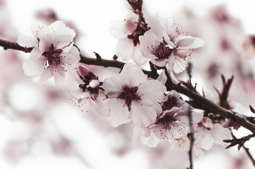 white and pink cherry blossom in close up photography