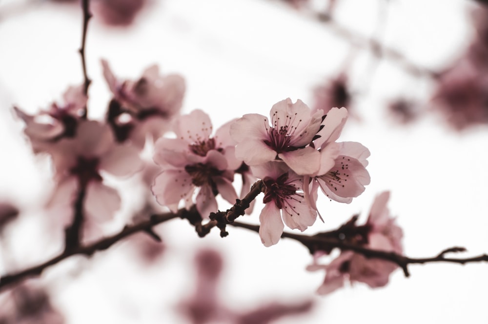 pink cherry blossom in close up photography