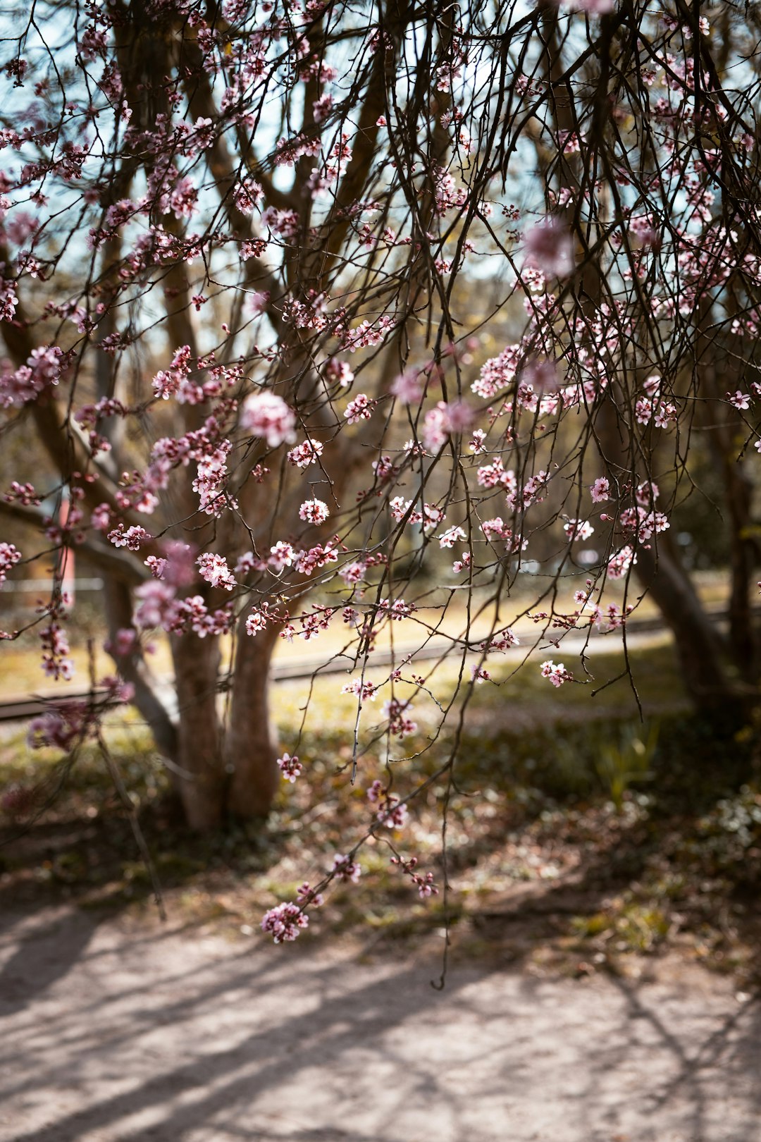 pink cherry blossom in bloom during daytime