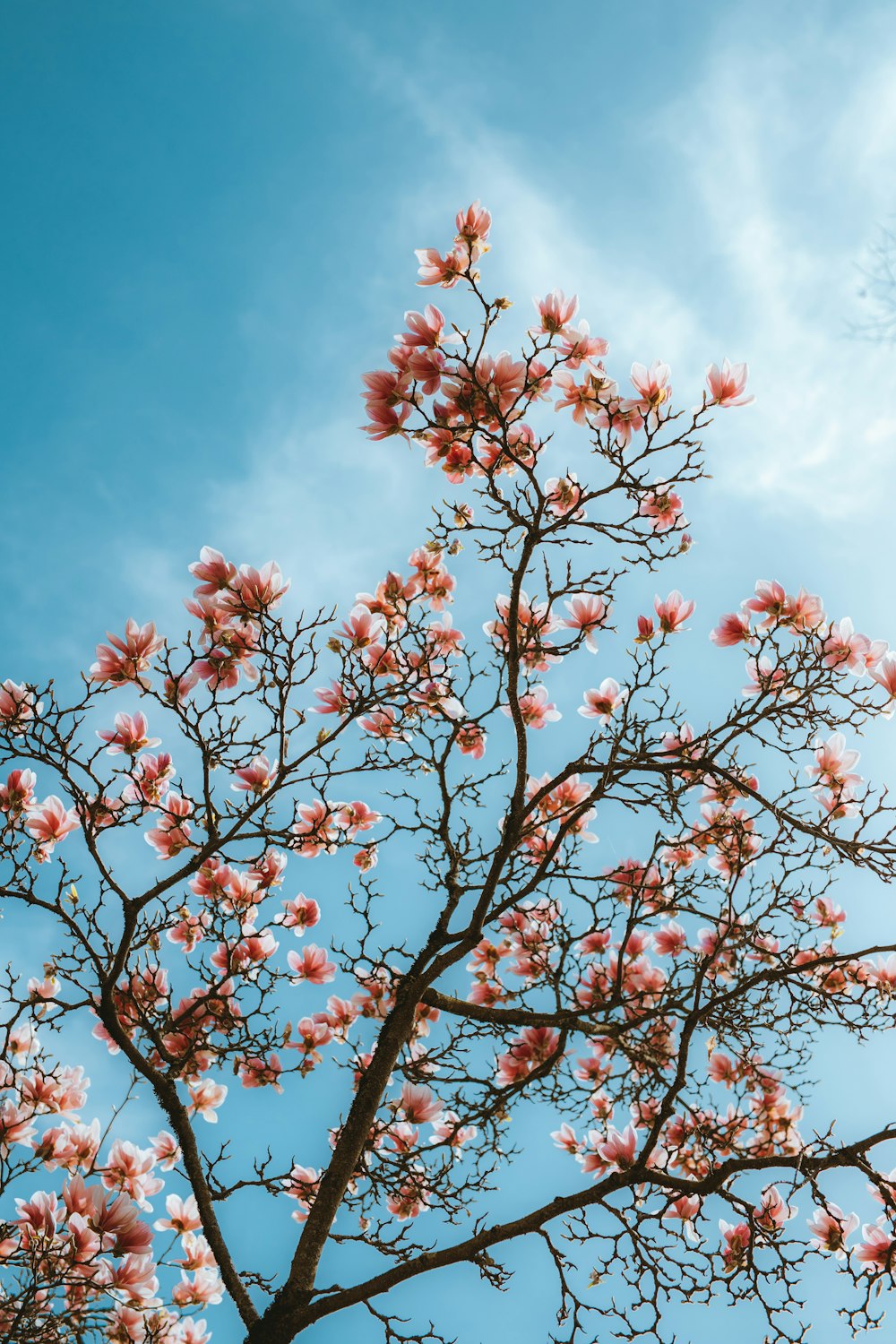 昼間の青空に赤と白の花