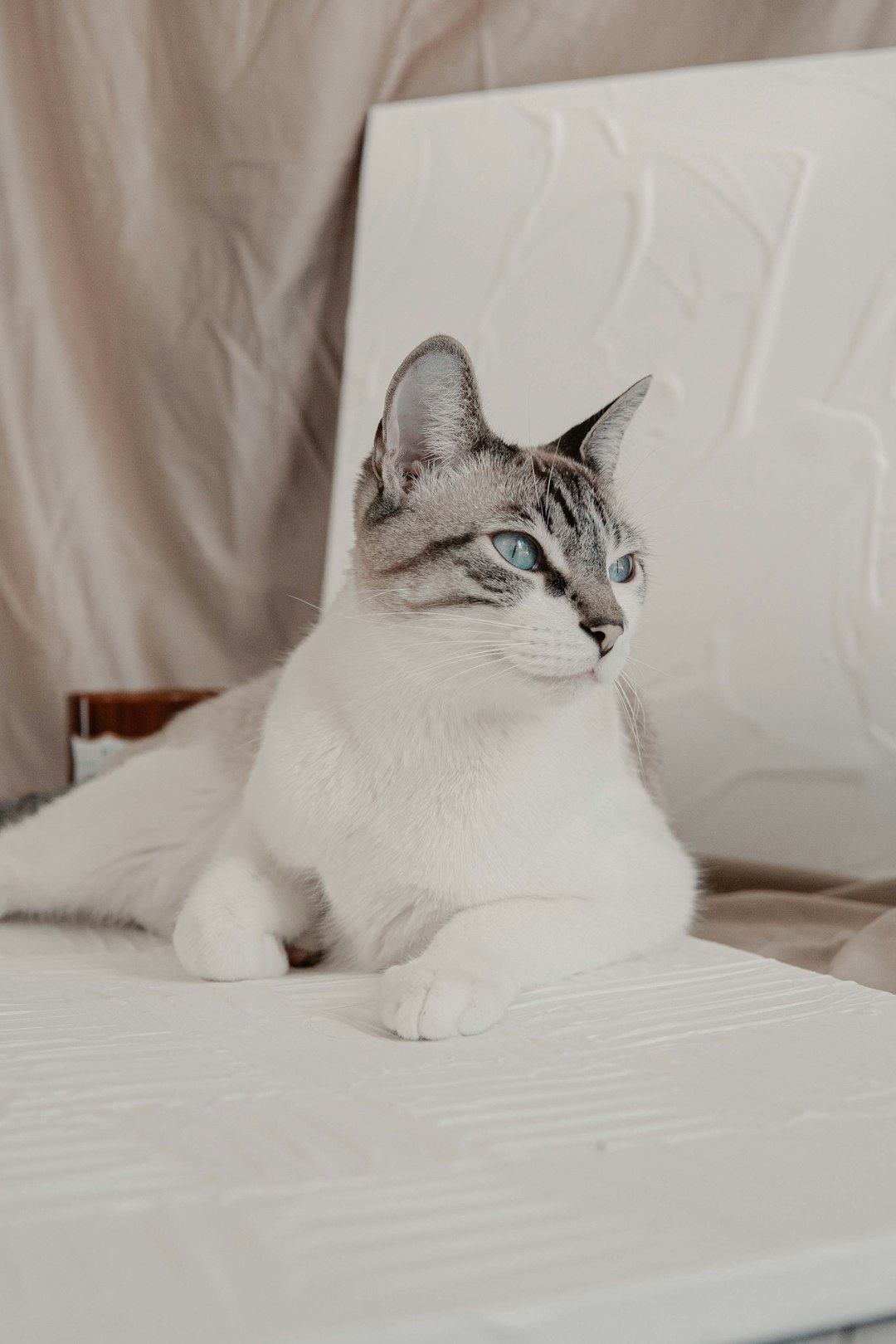 white and brown cat on white textile