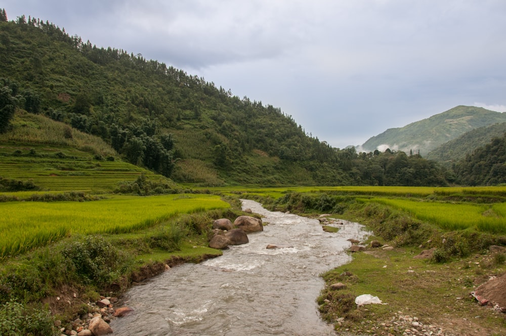 Campo de hierba verde y árboles durante el día