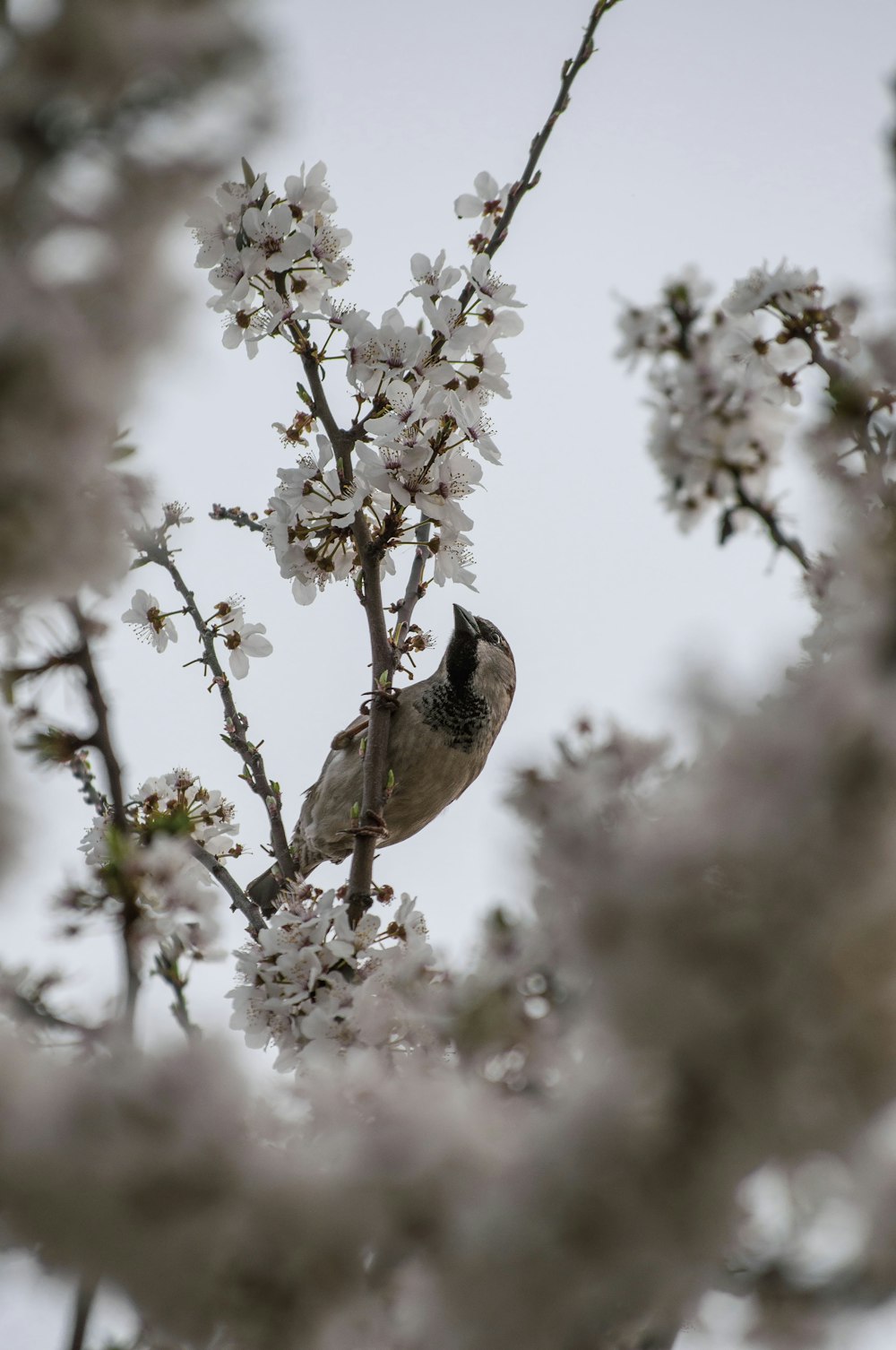 brown and white bird perched on white flower