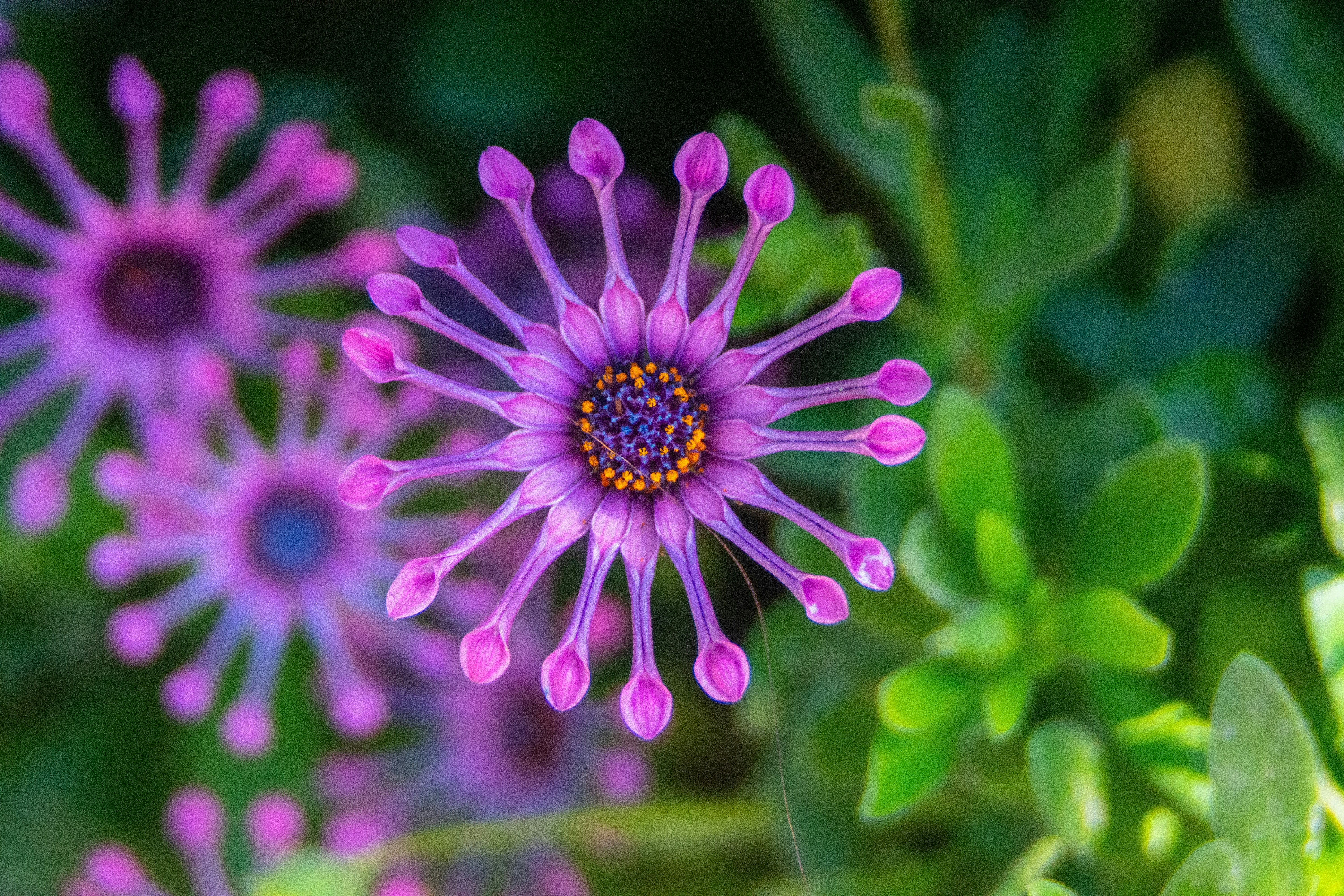 Photo by pmayorphotos