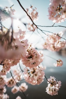 A soft pastel pink background with delicate cherry blossoms framing a cute, dreamy cosplay setup.