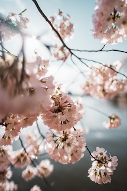 A soft pastel pink background with delicate cherry blossoms framing a cute, dreamy cosplay setup.