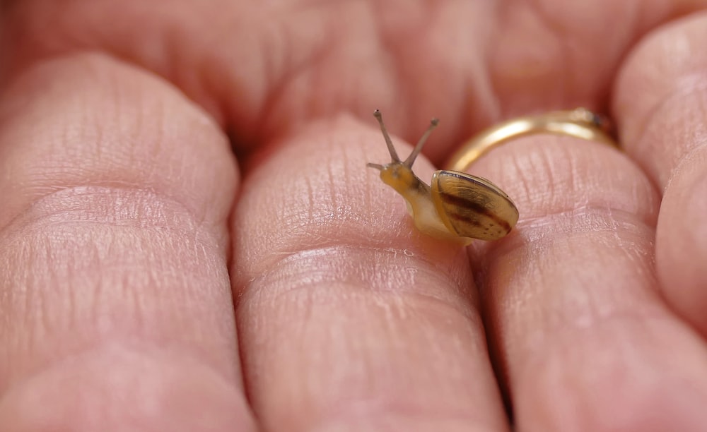 brown snail on persons hand