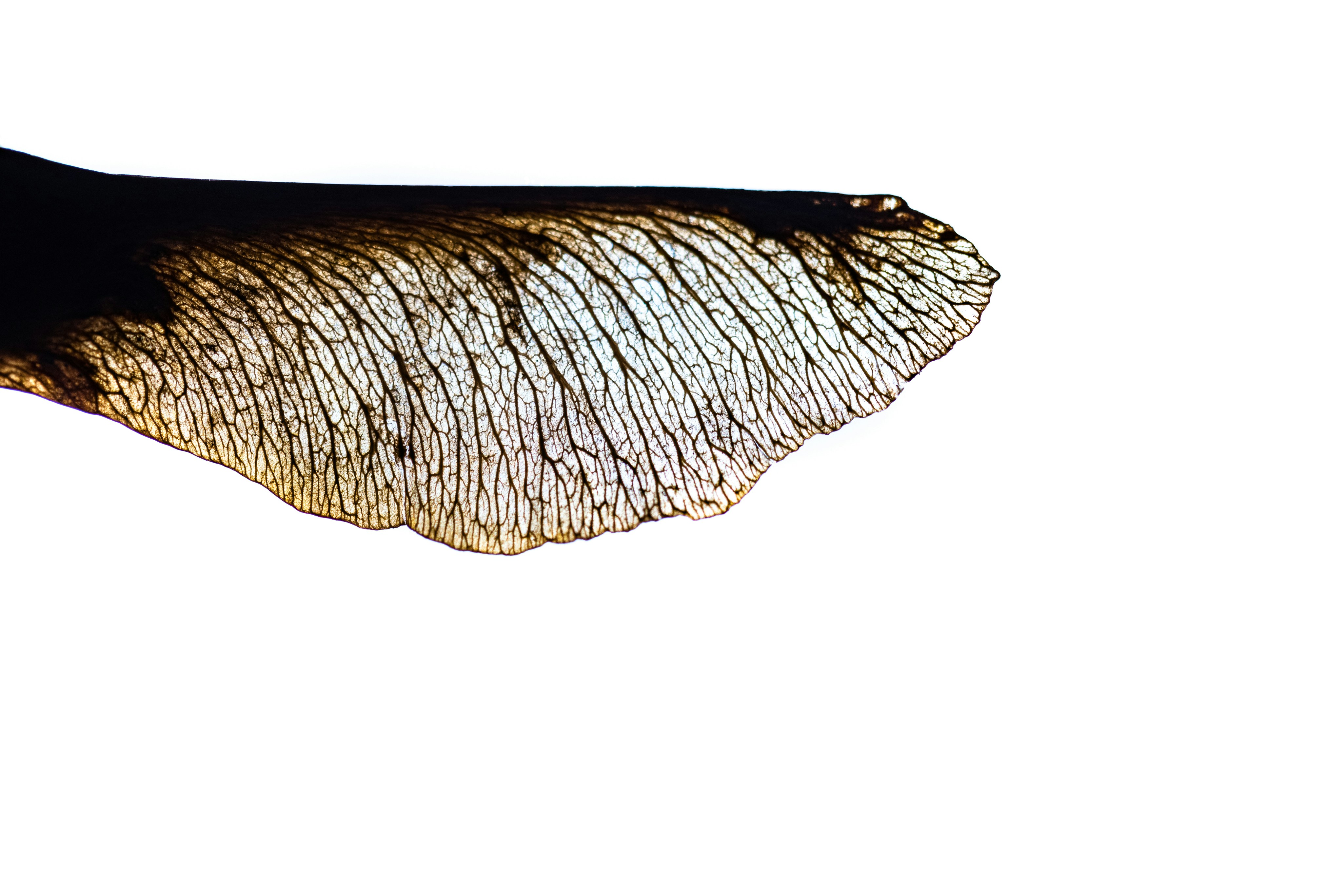 Photo by solenfeyissa