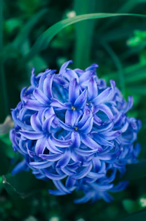 Netherlands dutch flower bulb exporter and supplier  to middle east and IRAN , Hyacinth