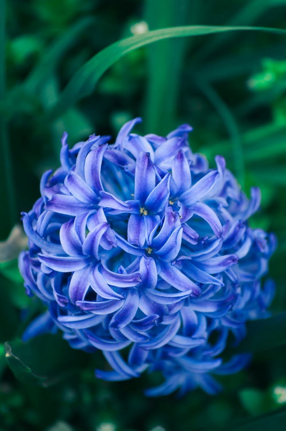 blue flower in macro lens