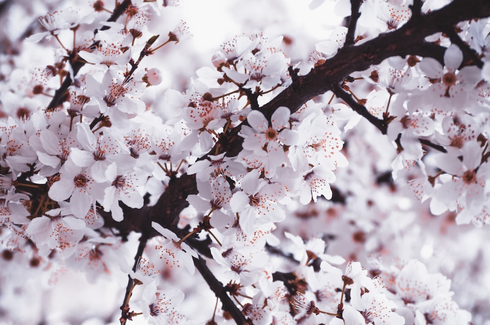 white cherry blossom tree during daytime