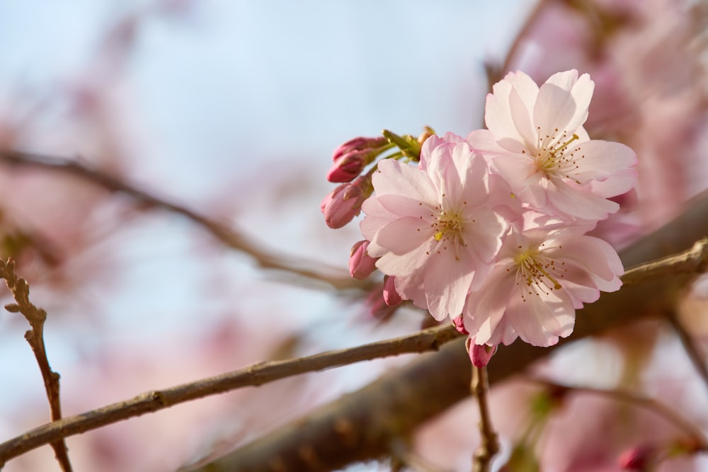 white and pink cherry blossom in close up photography