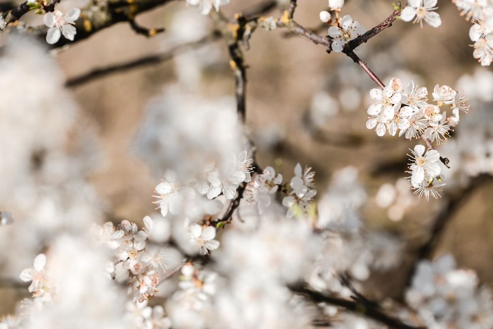 white flowers in tilt shift lens