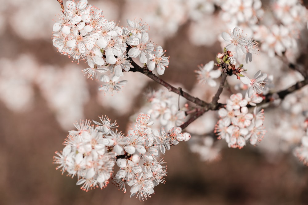 white and pink cherry blossom in close up photography