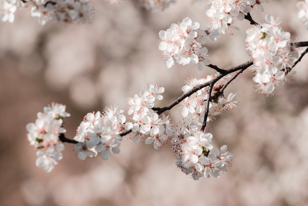 fleur de cerisier blanc et rose