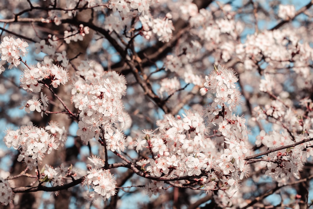 pink cherry blossom tree during daytime