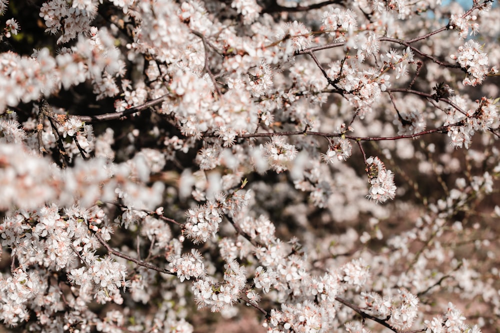 white cherry blossom tree during daytime