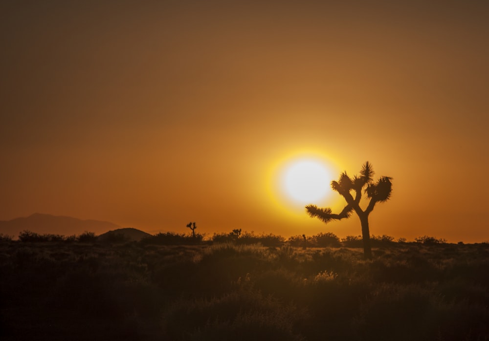 silhouette of trees during sunset