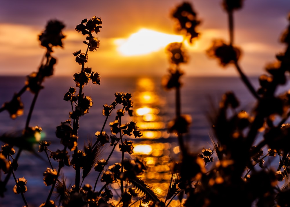 silhouette of flowers during sunset