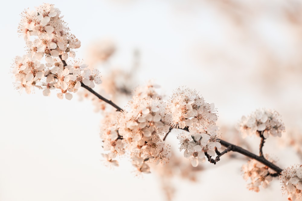 white cherry blossom in close up photography