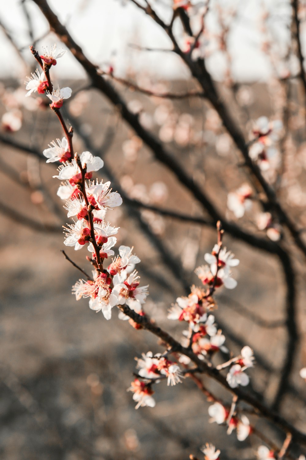 white and red flower in tilt shift lens